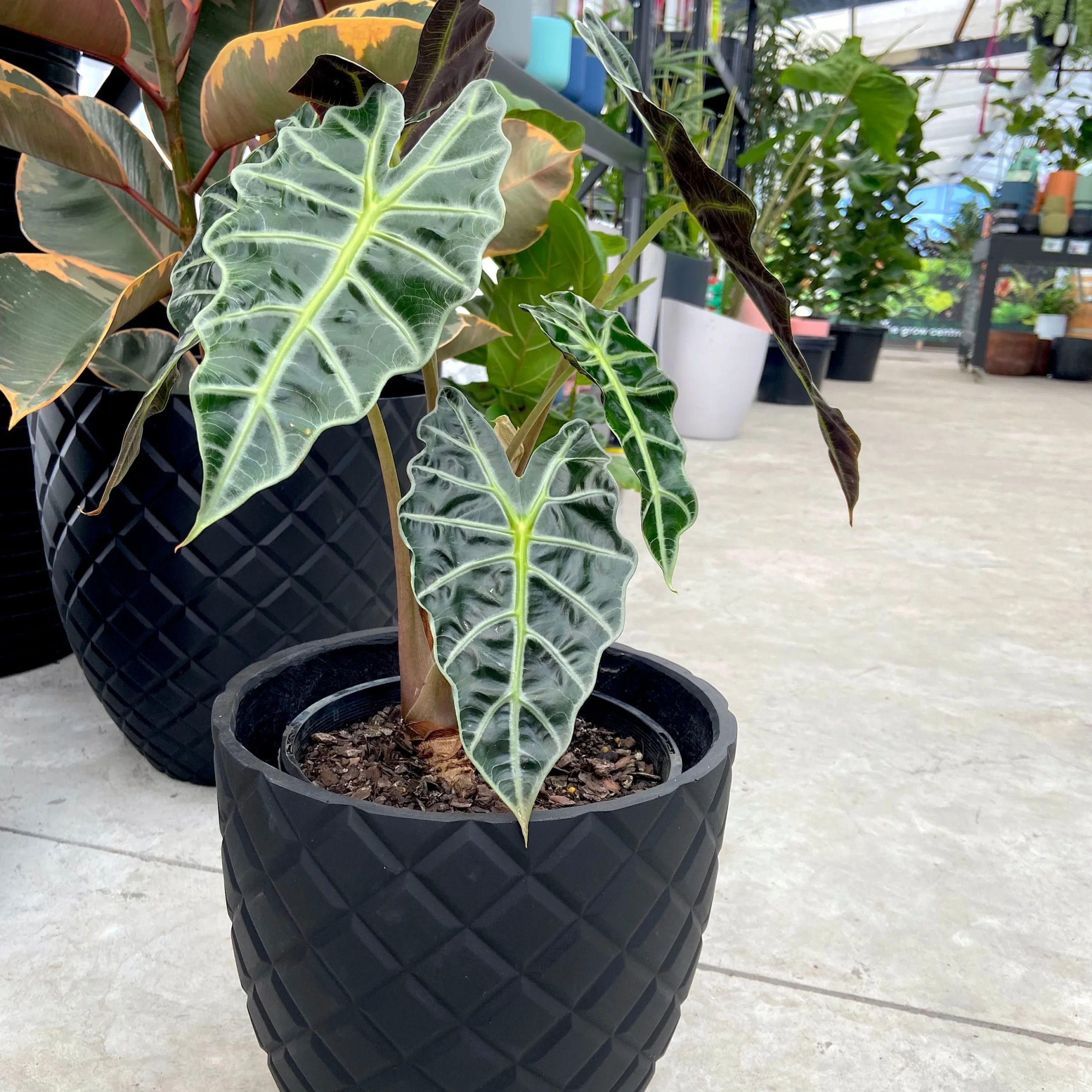 Alokazija (Alocasia) gražus žolinis, stambiašaknis, sparčiai augantis augalas
