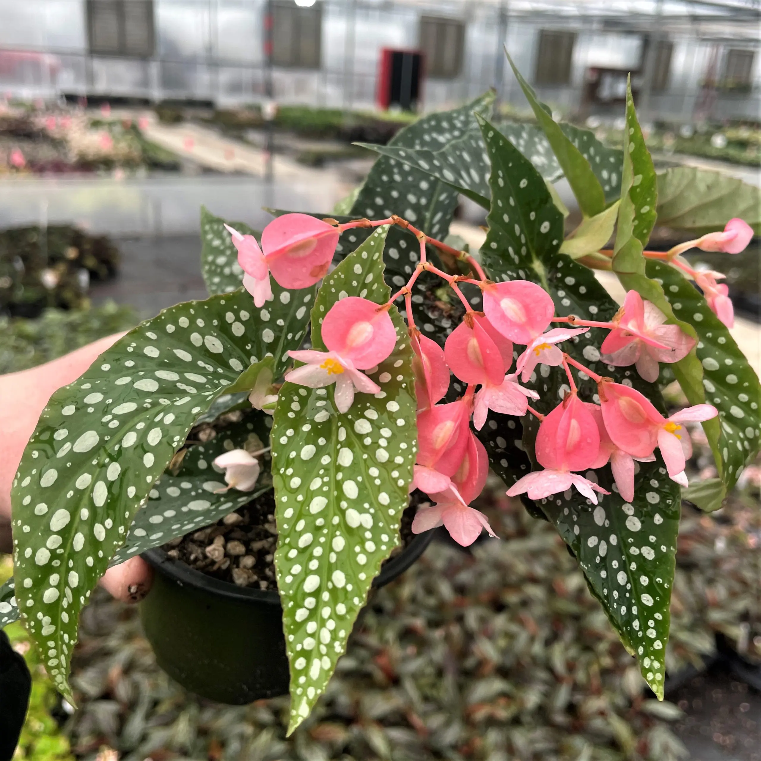 Begonija (Begonia) – puošnus augalas tiek žiedais, tiek lapais