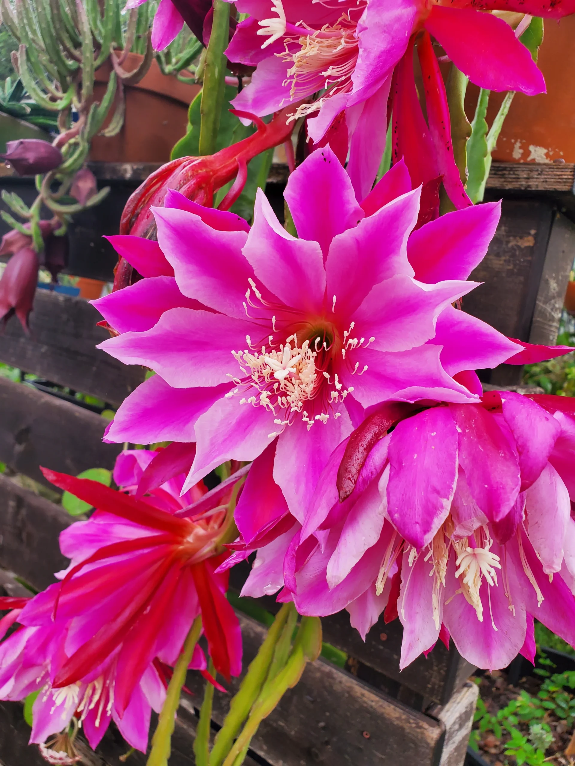 Epifiliumas (Epiphyllum) kilęs iš drėgnų Brazilijos atogrąžinių miškų