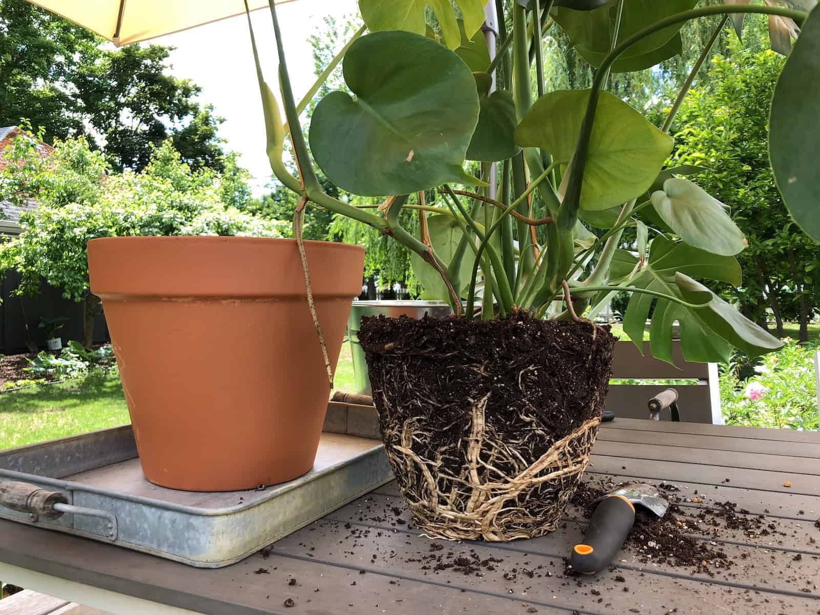 Filodendras (Monstera) atogrąžinių miškų pusiau epifitinis augalas