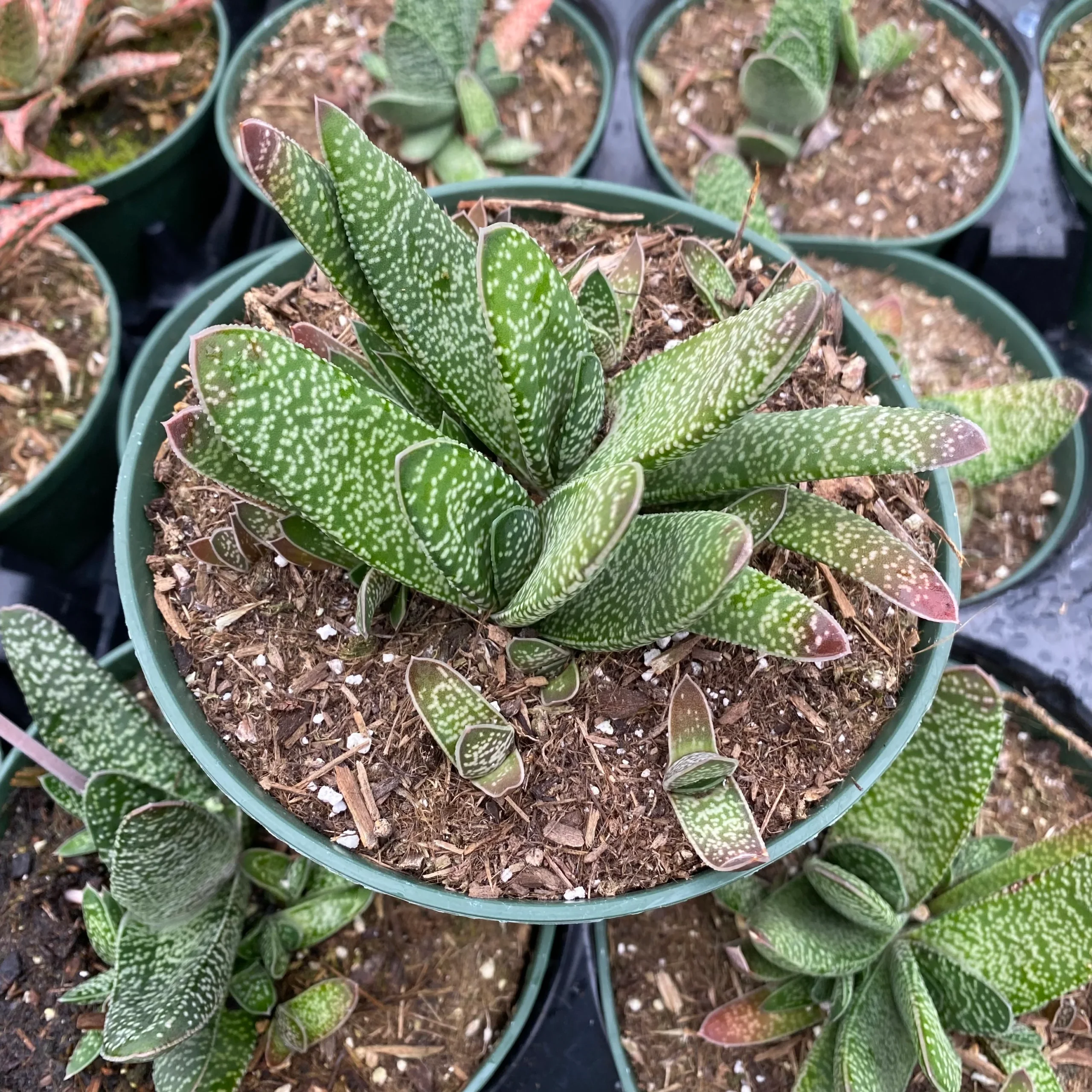 Gasterija (Gasteria)