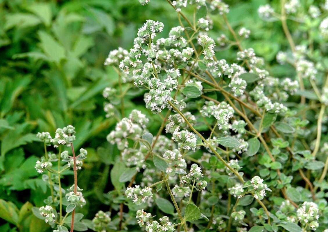 Kvapusis mairūnas – daugiametis žolinis, aromatingas augalas