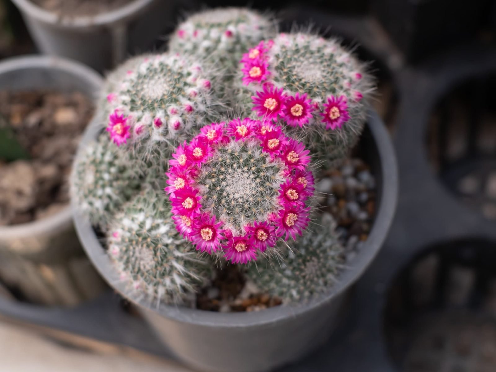 Mamiliarija (Mamillaria)