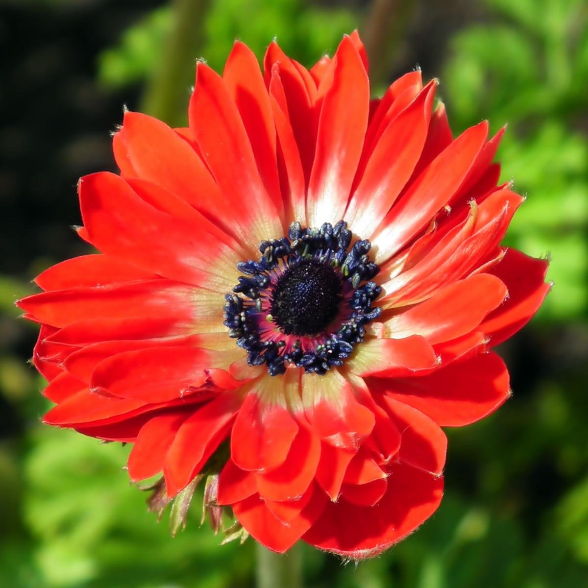 Plukė (Anemone)