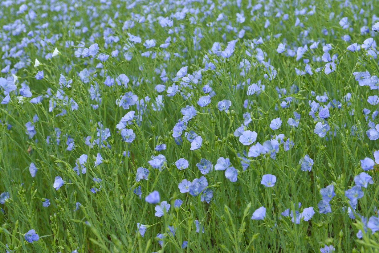 Pluoštinis linas – vienmetis augalas