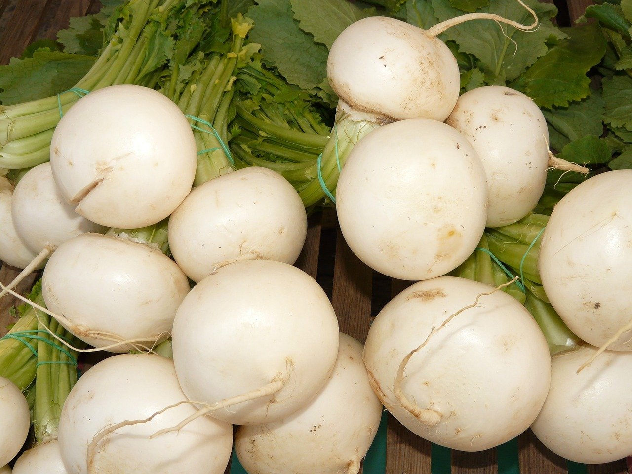 Ropė dvimetė, 40-80 cm aukščio daržovė