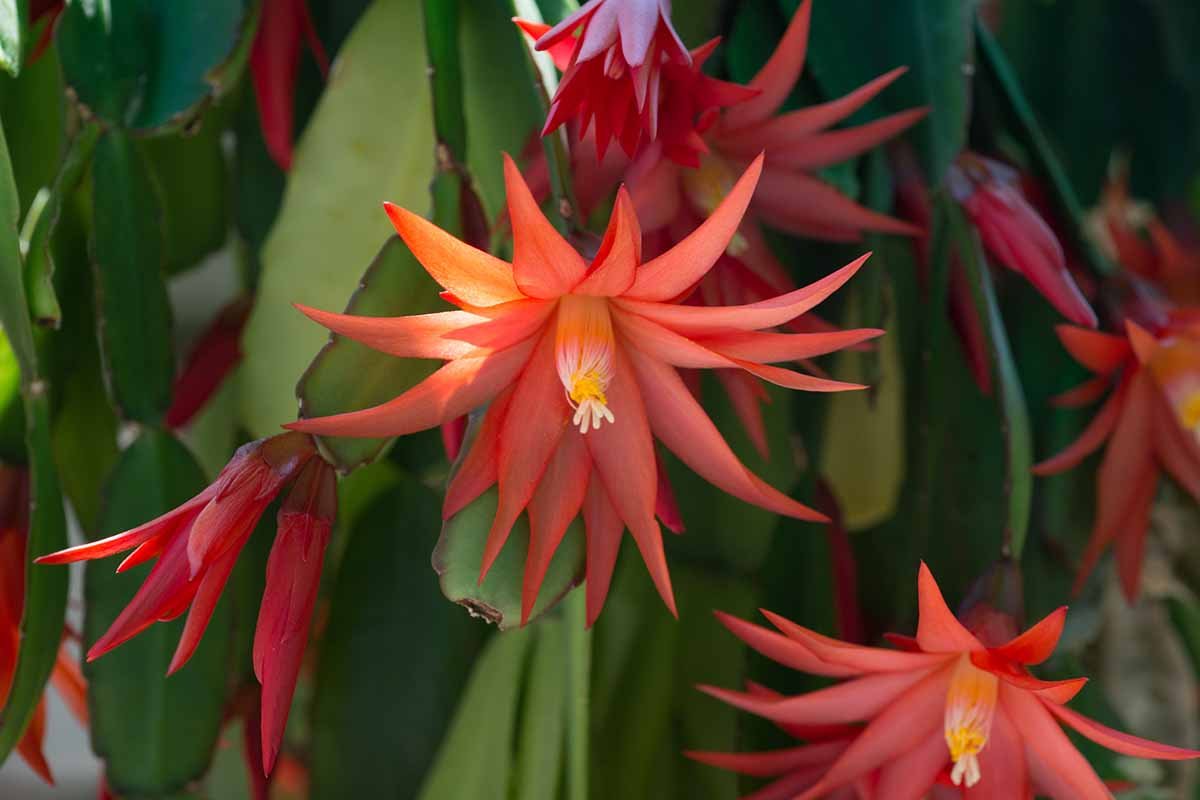 Šliumbergera (Schlumbergera)