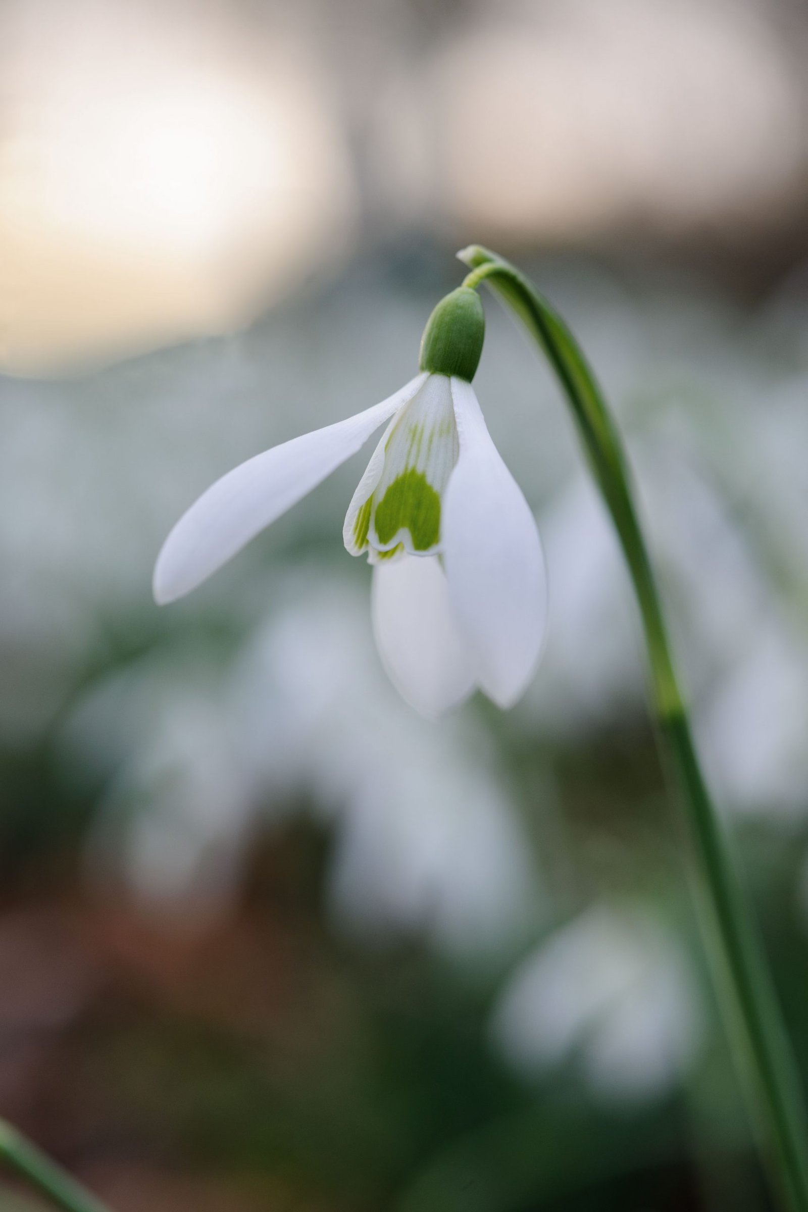 Snieguolė (Galanthus)