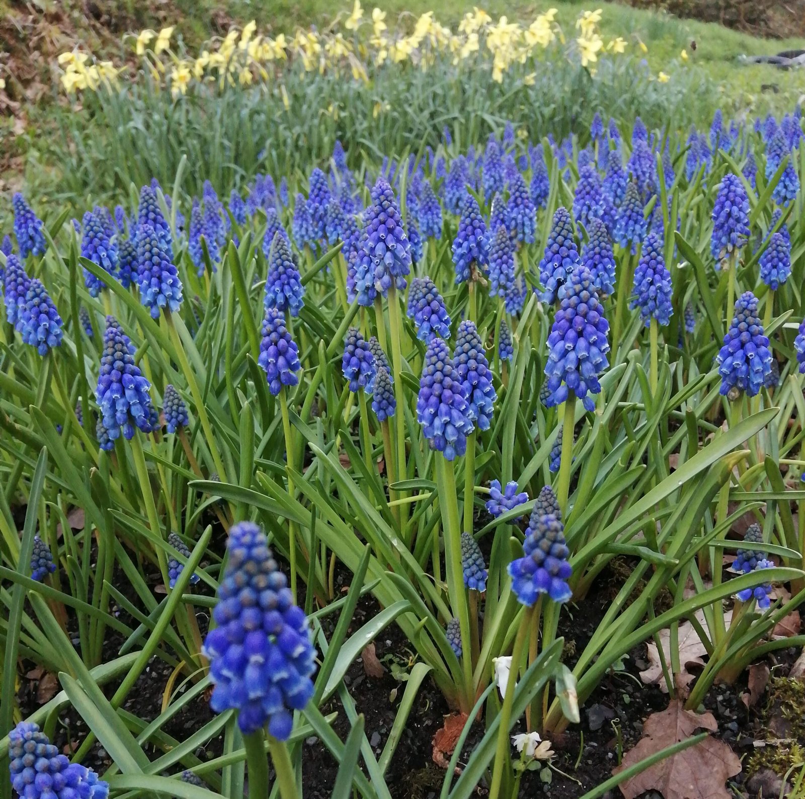 Žydrė (Muscari)